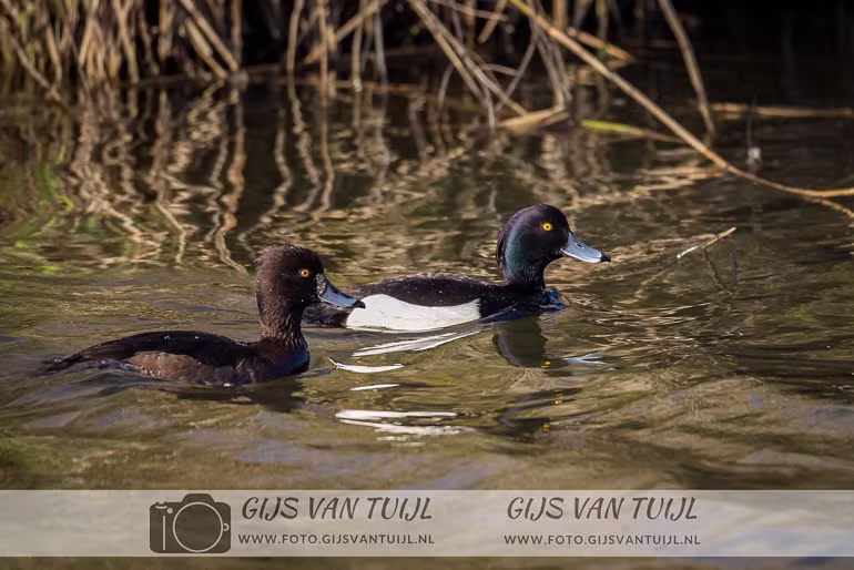 2020_03_26 Rondje Lieskampen